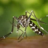 Chikungunya