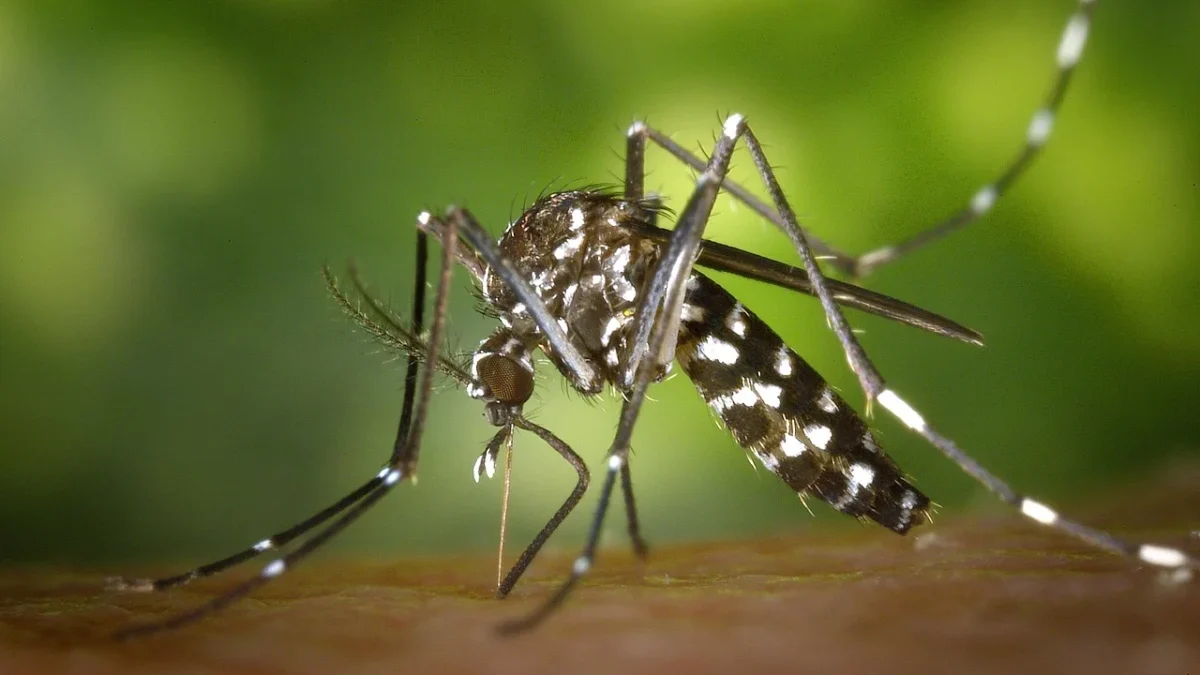 Chikungunya