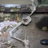 Kerangka manusia