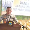Panen jagung