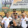 Panen jagung