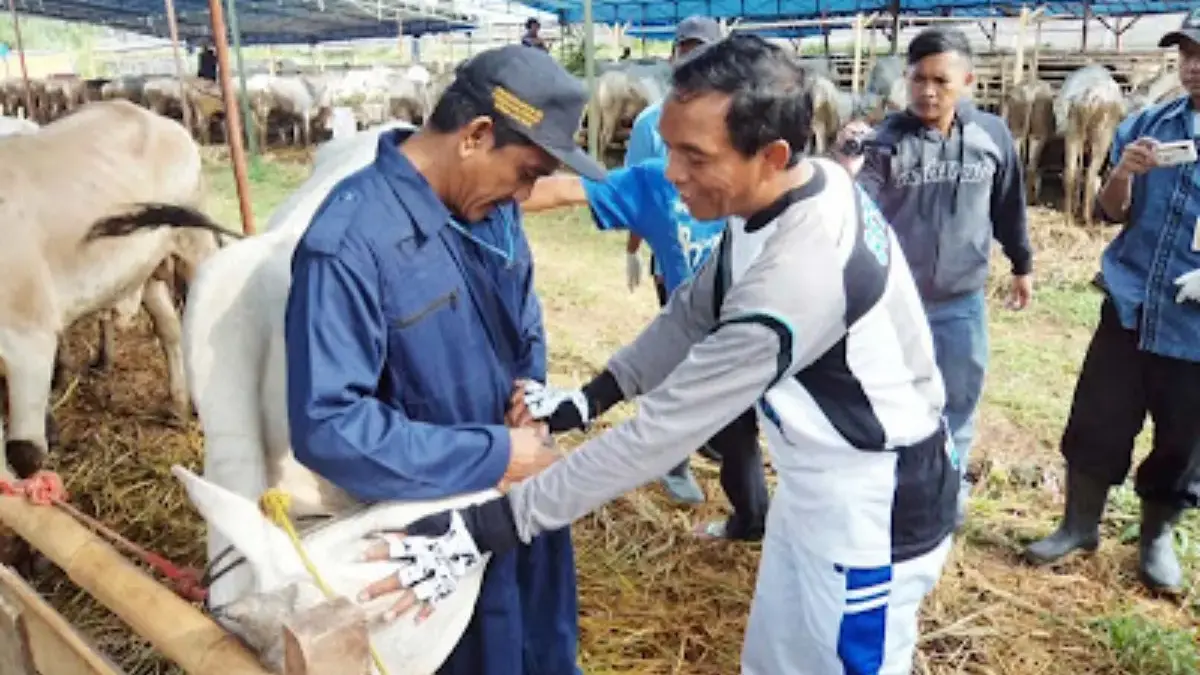 Ribuan Hewan Kurban Dipastikan Harus Sehat, Pemantauan Dilakukan Melalui Puskeswan di Tiga Wilayah kesehatan hewan