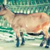 Kambing
