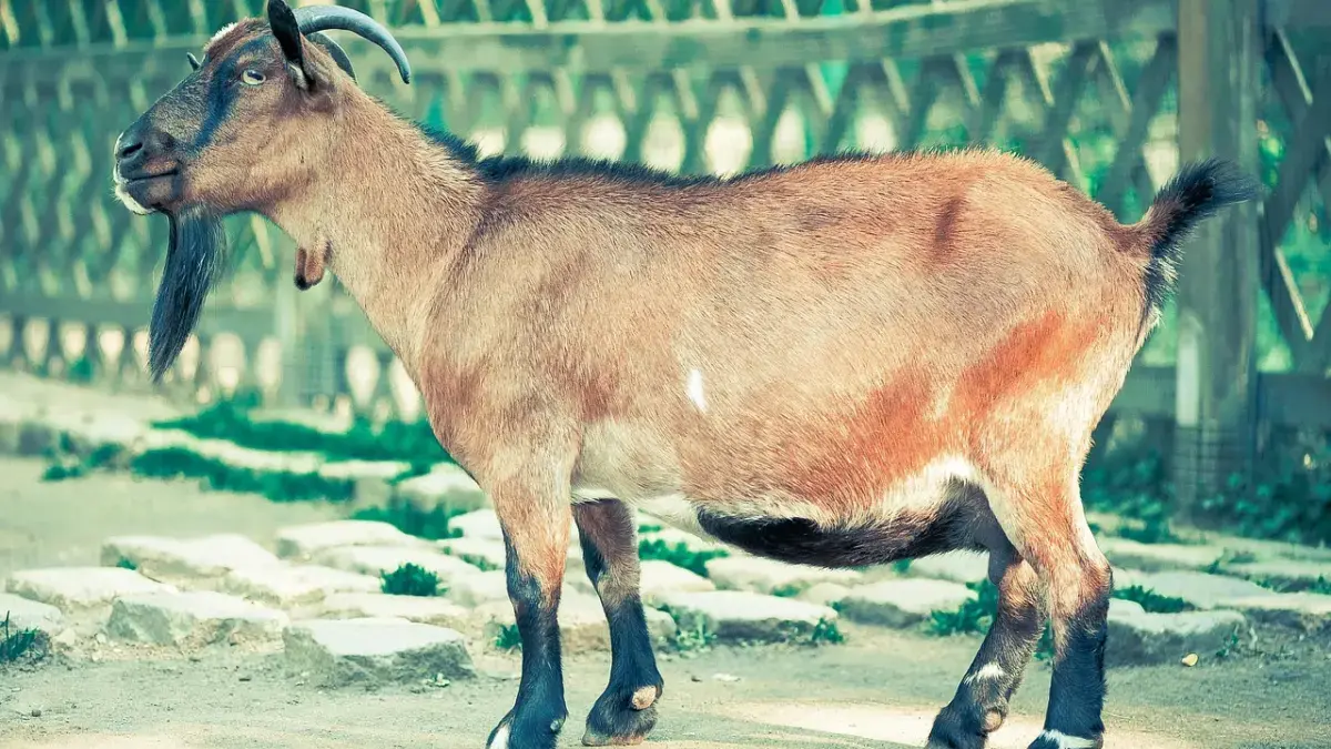 Kambing