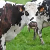 Sapi
