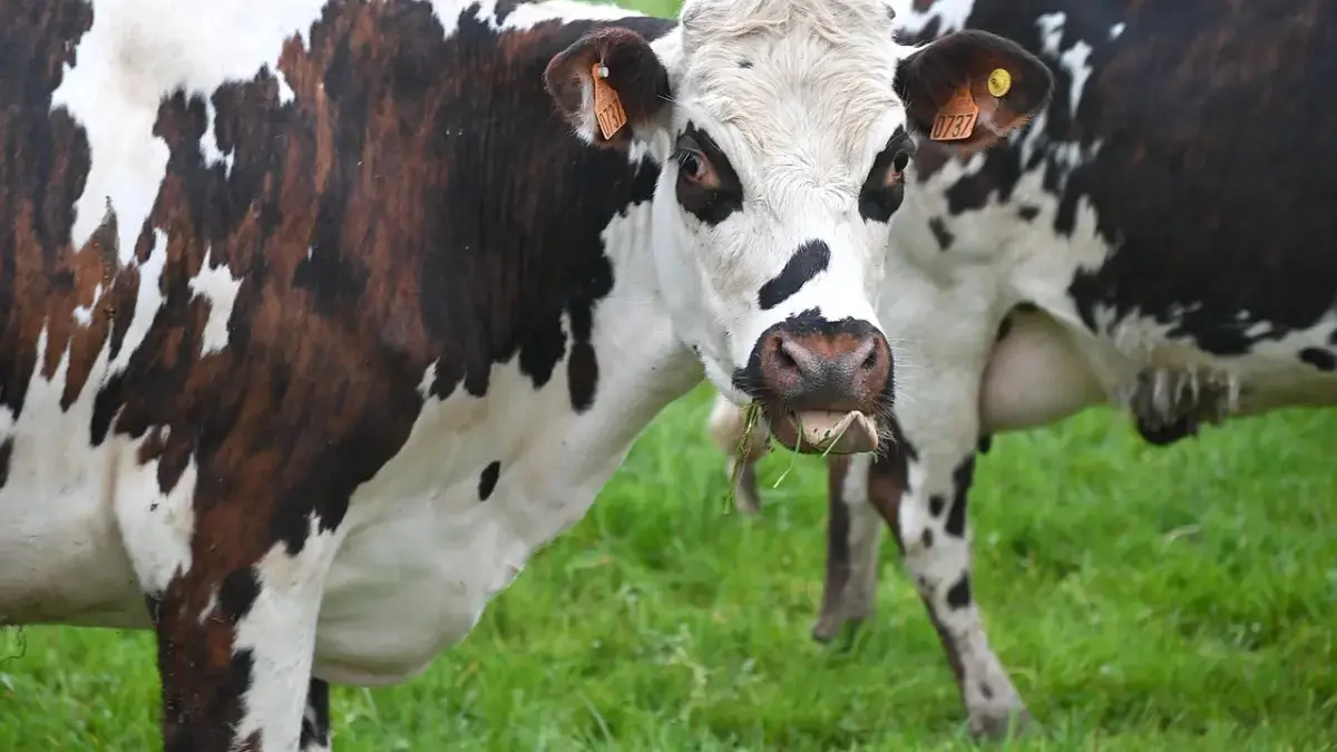 Sapi