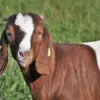Kambing
