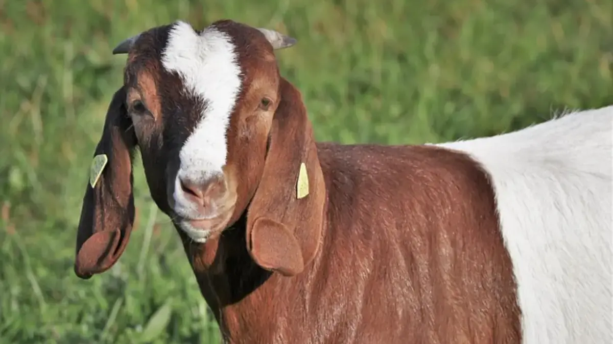 Kambing