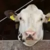 Sapi