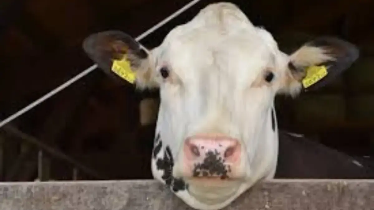 Sapi