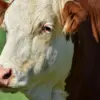 Sapi
