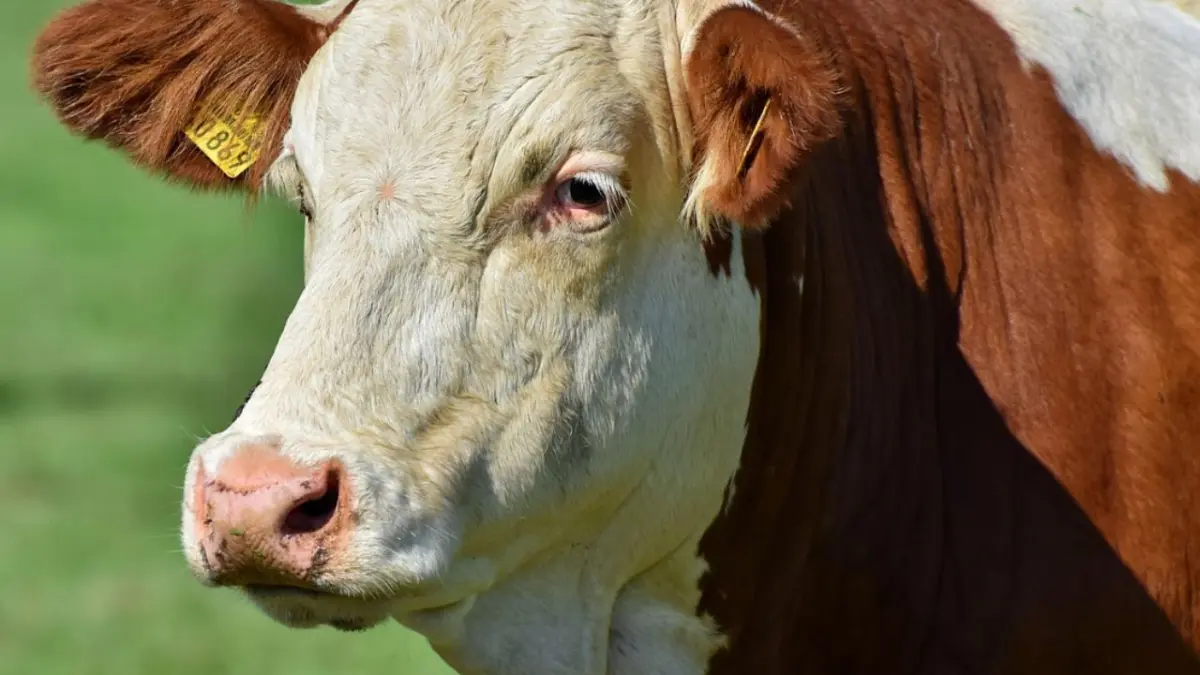 Sapi