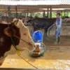 Kandang Sapi