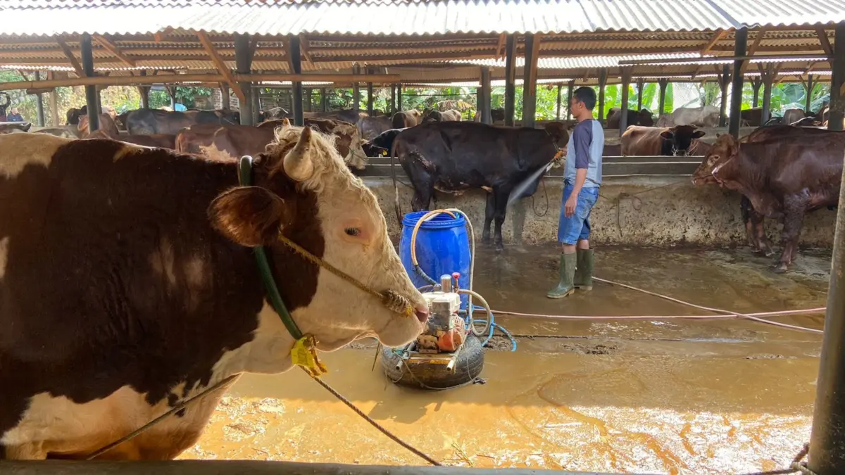 Kandang Sapi