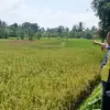 Diserang hama