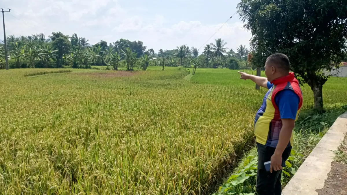 Diserang hama