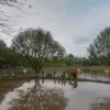 Situ asem