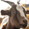 Kambing