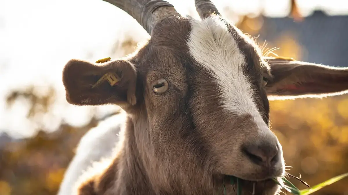 Kambing