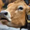 Update Harga Sapi