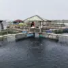 Imbas Pernyataan Menteri KKP, DPKHP Cianjur Periksa Kandungan Merkuri di Ikan Waduk Cirata