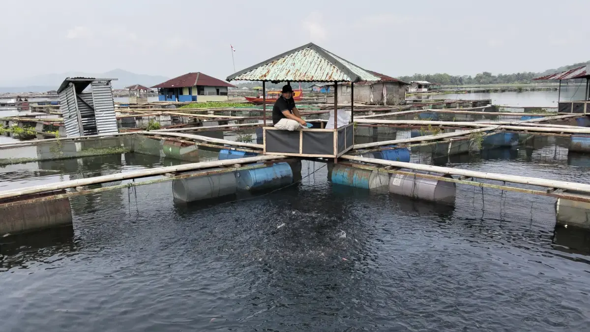 Imbas Pernyataan Menteri KKP, DPKHP Cianjur Periksa Kandungan Merkuri di Ikan Waduk Cirata