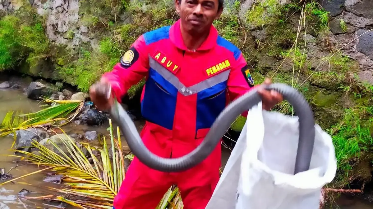 Damkar Cianjur Selamatkan 194 Hewan Liar Selama Enam Bulan Terakhir