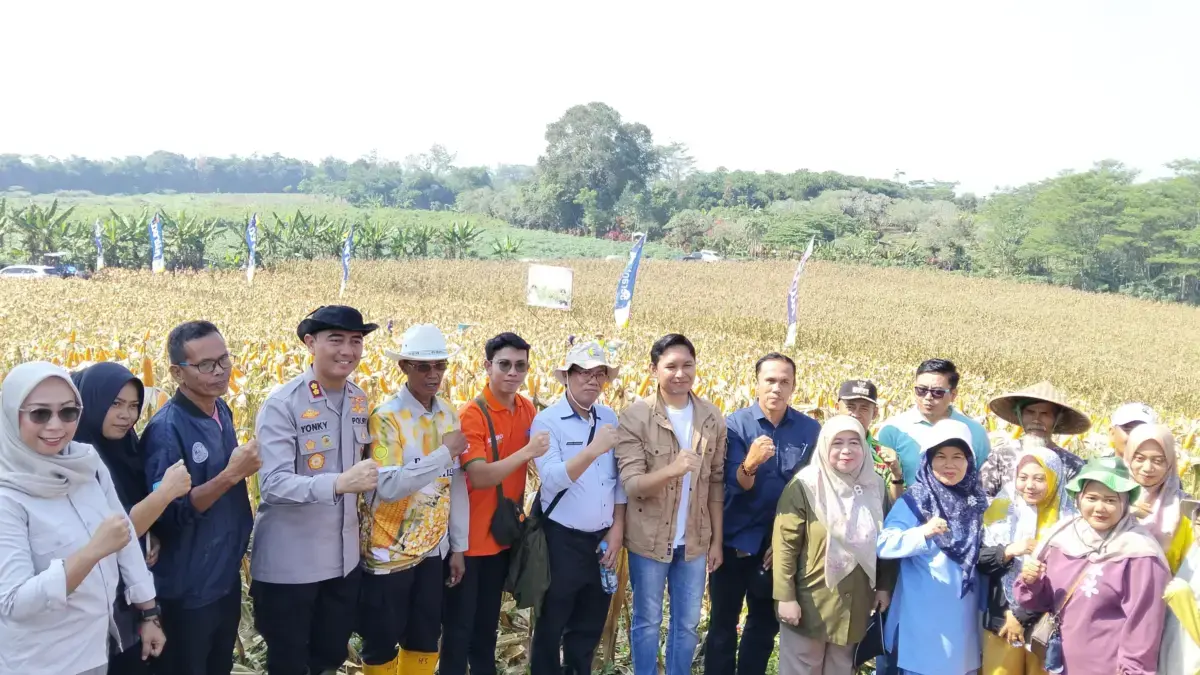 Panen Jagung