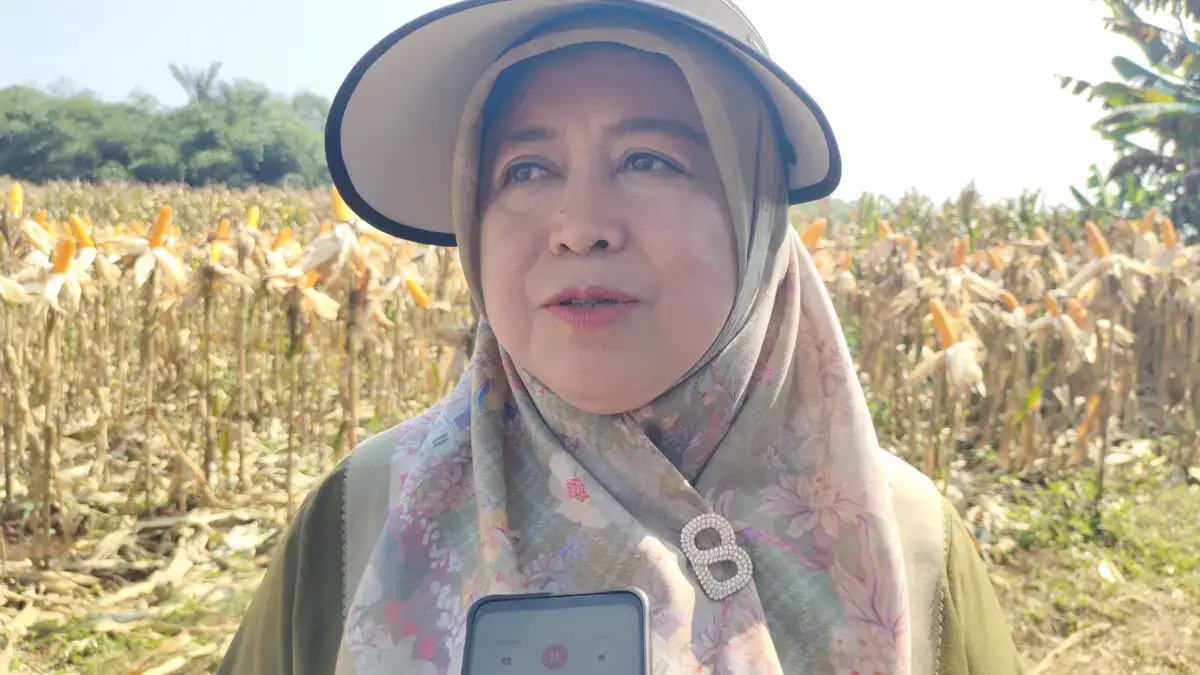 Panen Jagung