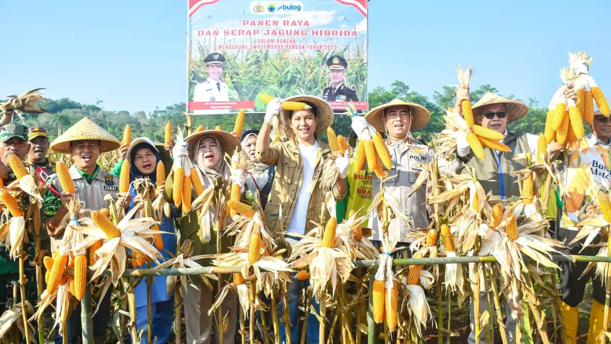 Panen Jagung