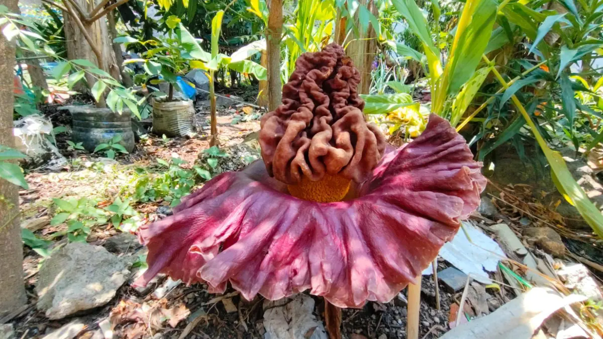 Bunga Bangkai