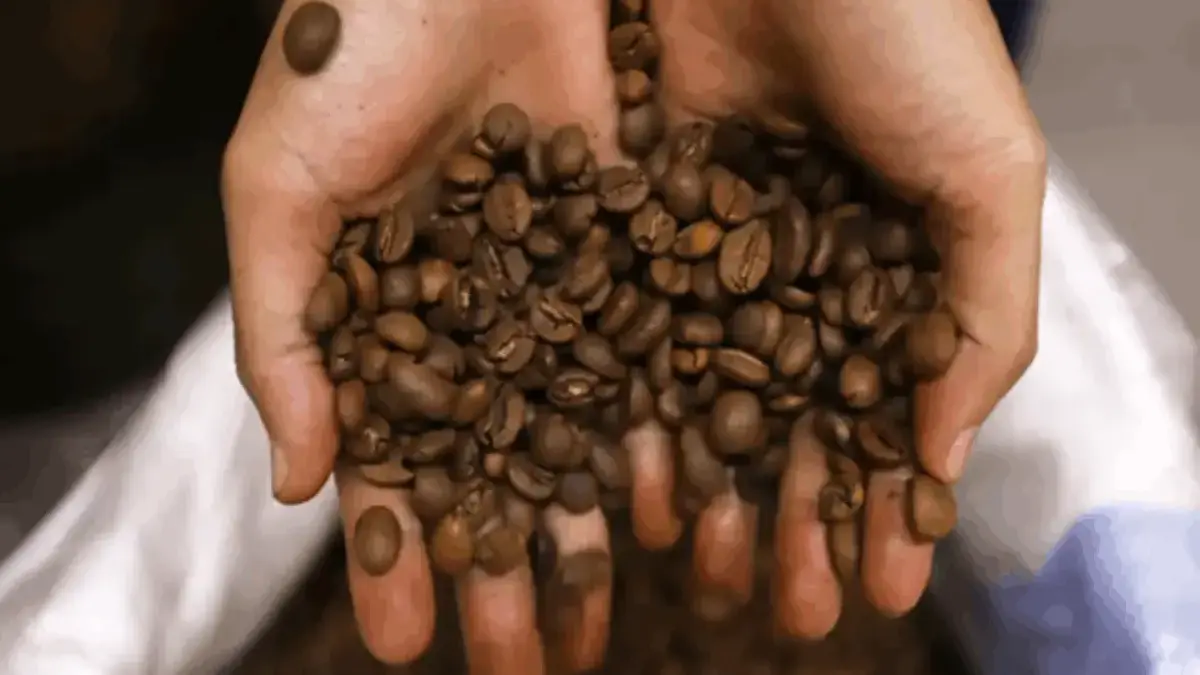 Kopi Cikajang