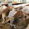 Sapi