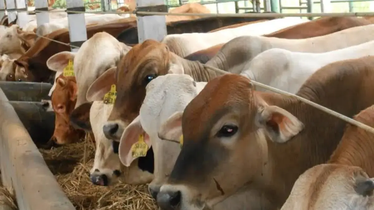 Sapi