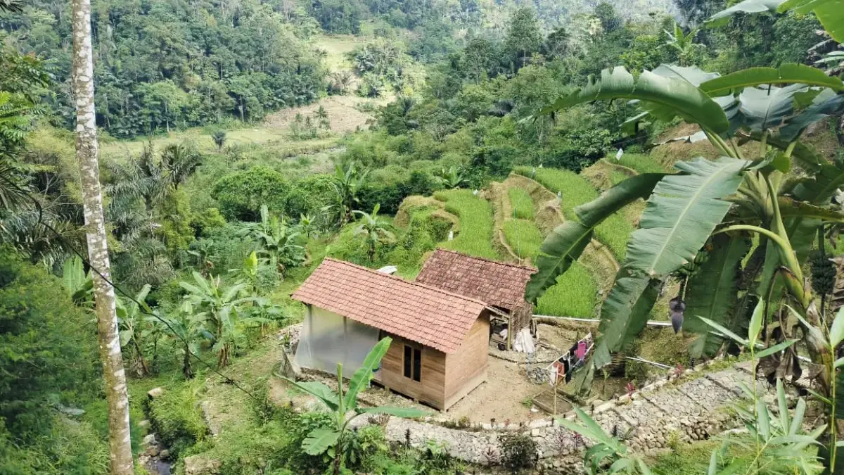 Saung Sawah Citengkor