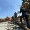 Perkembangan Terkini Bencana