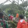 pohon tumbang