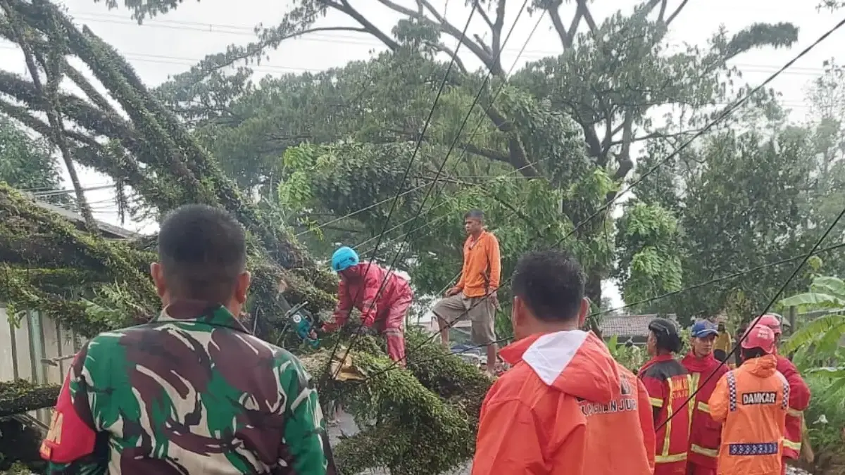 pohon tumbang