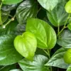 Manfaat Daun Sirih