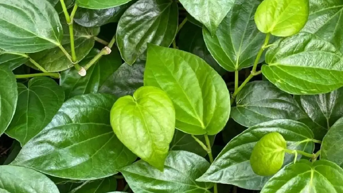 Manfaat Daun Sirih