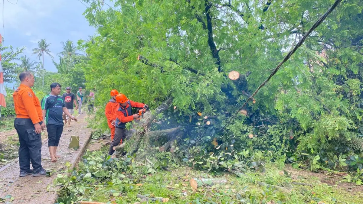 Marak Pohon Tumbang saat Cuaca Ekstrem, BPBD Cianjur Minta Warga Waspada Marak Pohon Tumbang saat Cuaca Ekstrem, BPBD Cianjur Minta Warga Waspada
