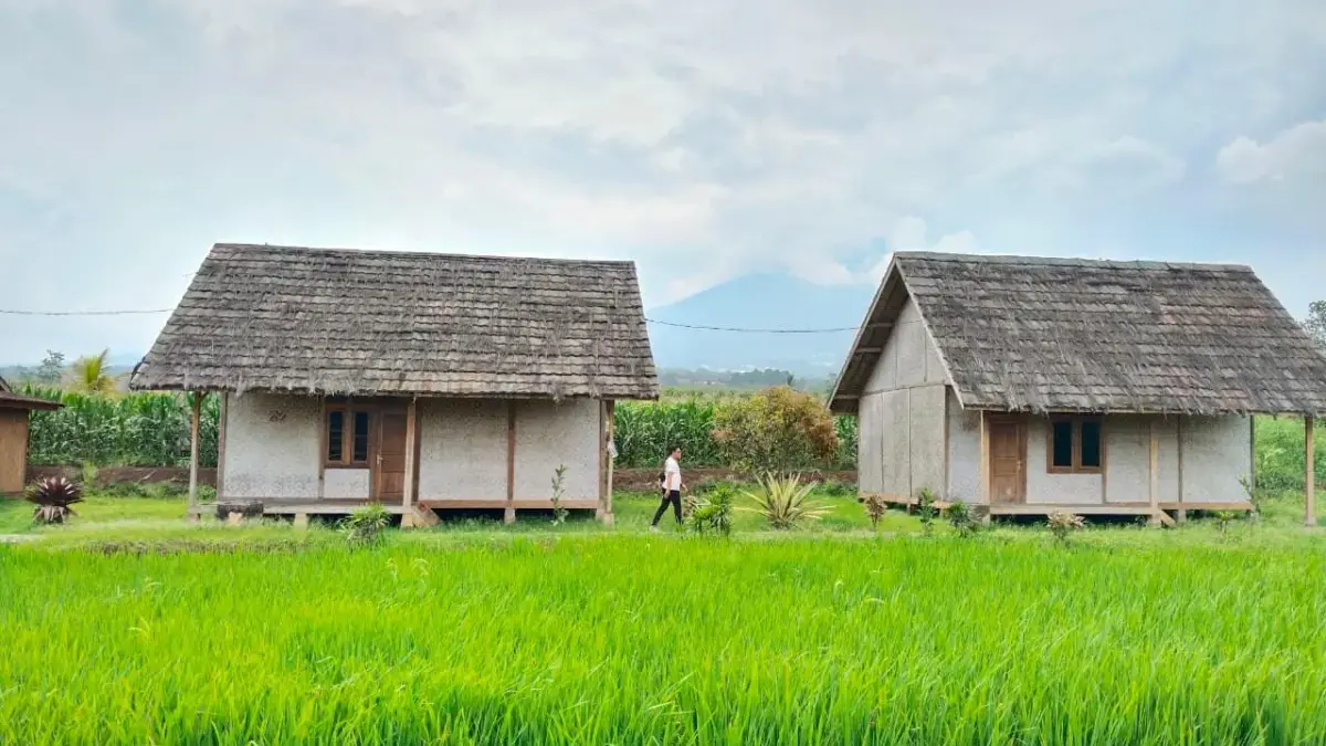 Produksi 750 Ribu Ton Gabah, Cianjur Diprediksi Capai Surplus Beras 20 Persen Produksi 750 Ribu Ton Gabah, Cianjur Diprediksi Capai Surplus Beras 20 Persen