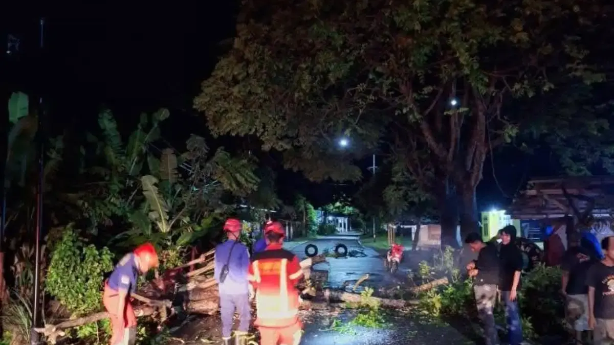 Jalur Cidaun - Sindangbarang Sempat Tertutup Pohon Tumbang, Kini Sudah Dapat Dilalui Pohon tumbang