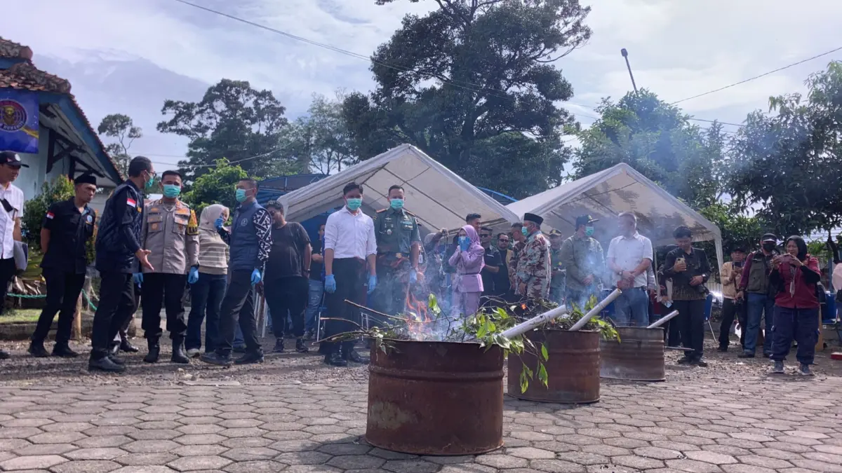 BNNK Cianjur Musnahkan Katinon yang Tumbuh di Area TNGGP