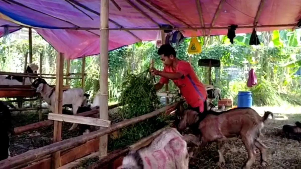 Harga Kambing Terbaru 13 November 2025