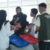 Dok bri
