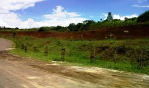 Pemda Akan Buat Hutan Kota Pemda - Hutan Kota