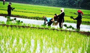 Perluas Lahan Abadi Perluas Lahan Abadi