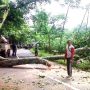 Pohon Tumbang