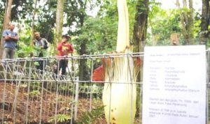 Bunga Bangkai Mekar Terbesar BUNGA BANGKAI - bandung ekspres